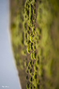 Björn Hesener - Foto-Kunst